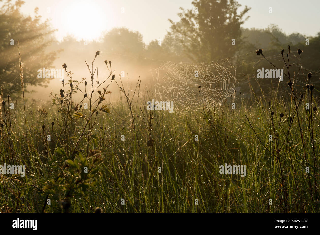 Am frühen Morgen Nebel stieg von Blue Lagoon Nature Reserve, Bletchley, Milton Keynes, Buckinghamshire am 8. Mai 2018 Stockfoto