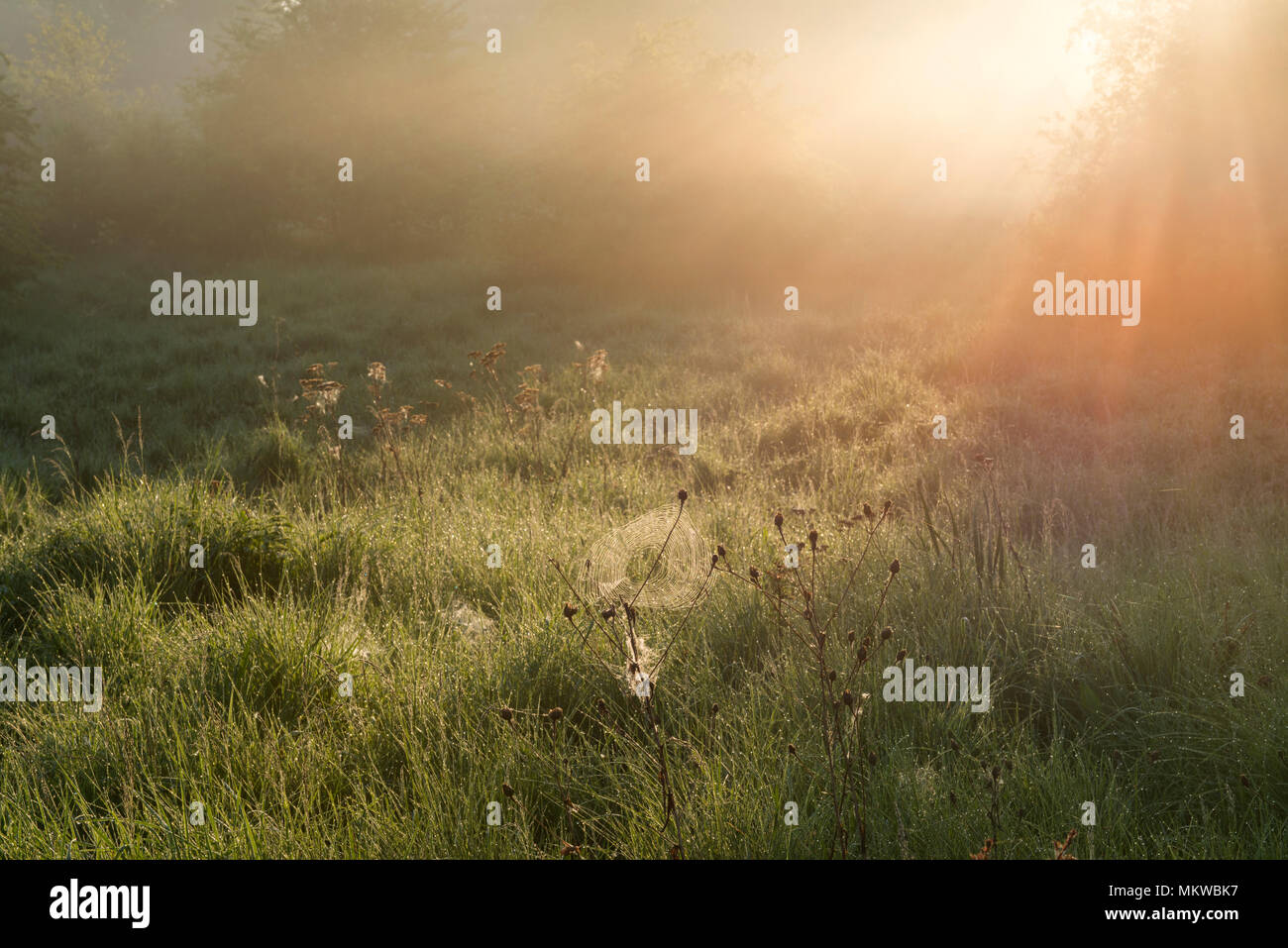 Am frühen Morgen Nebel stieg von Blue Lagoon Nature Reserve, Bletchley, Milton Keynes, Buckinghamshire am 8. Mai 2018 Stockfoto