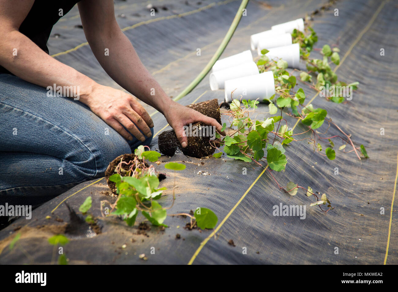 Landarbeiter Vorbereitung und Umpflanzen organische Neue cubios Pflanzen mit einem schwarzen Kunststoff Tropaeolum tuberosum Stockfoto
