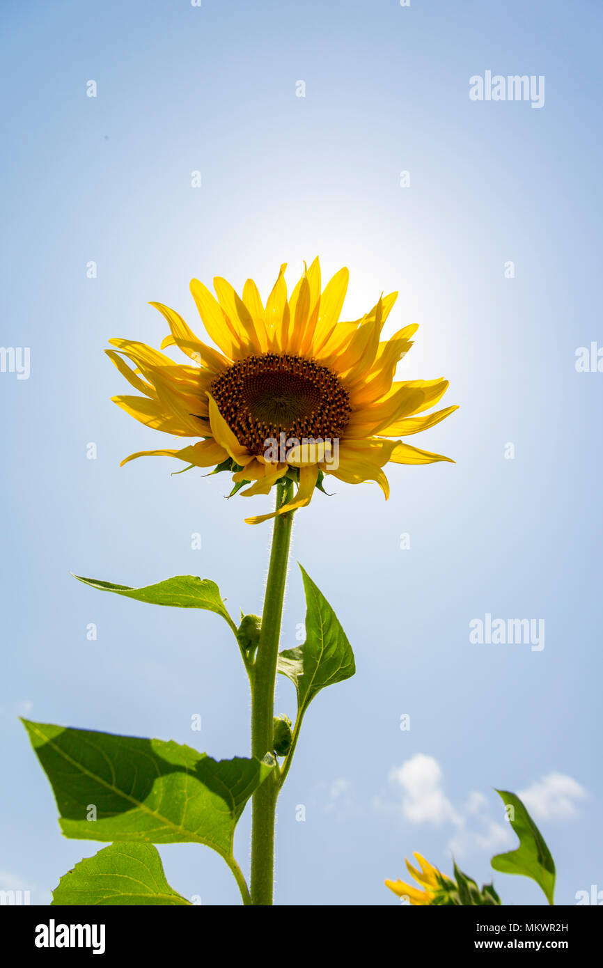 Sonnenblumen Anbau hat drei Mal in den letzten Jahren zugenommen, vor allem im Bereich der Subarnachar Noakhali Bezirk, weil die lokalen Bauern Stockfoto