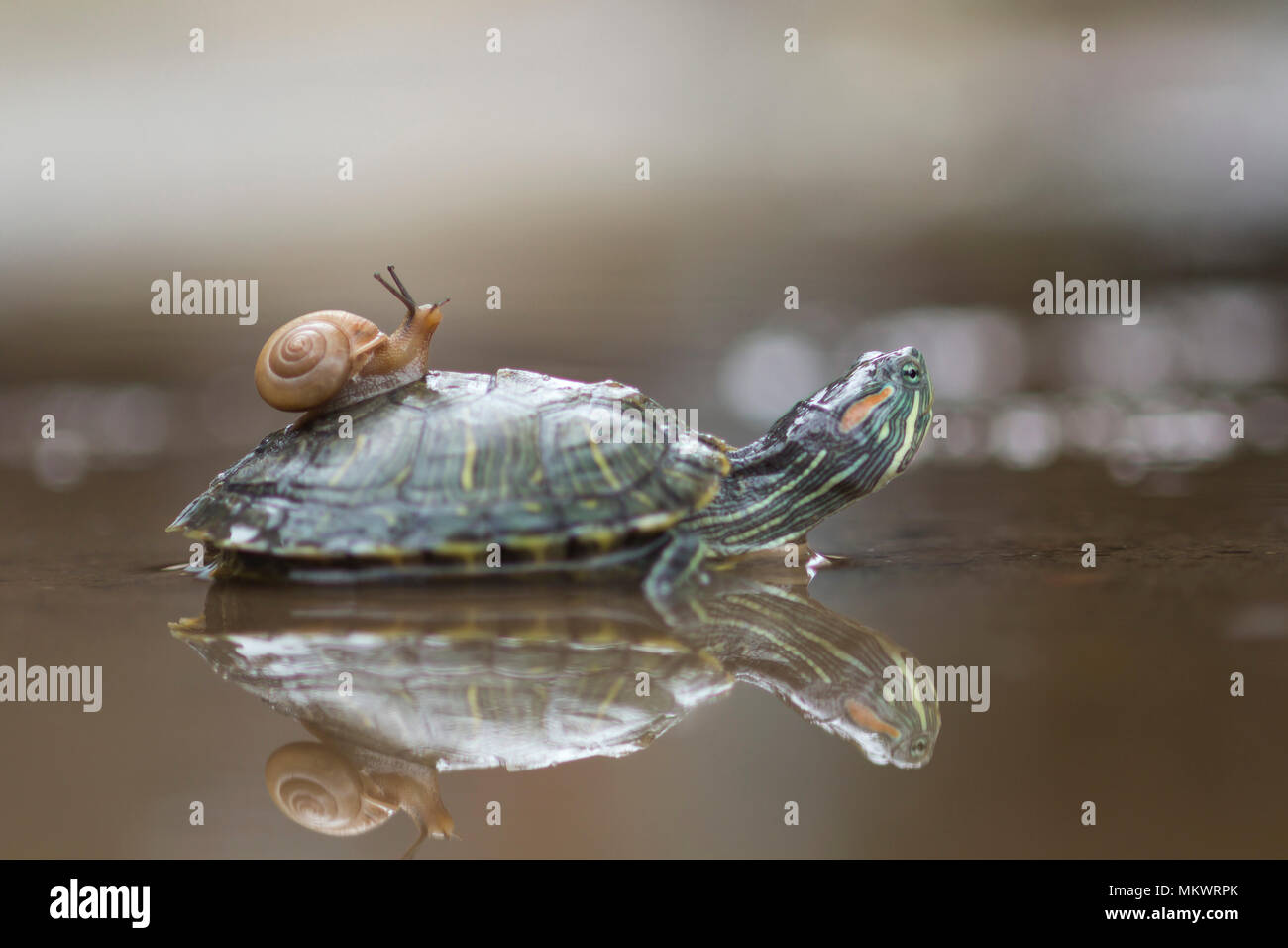 Schnecken und Schildkröten auf dem Wasser Stockfoto