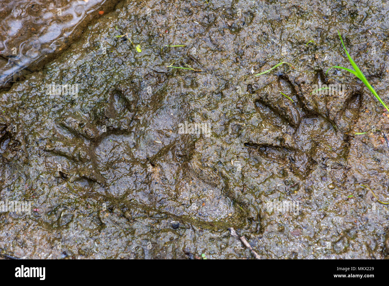 Waschbär Fußspuren im Schlamm entlang Creek, Castle Rock Colorado USA Stockfoto