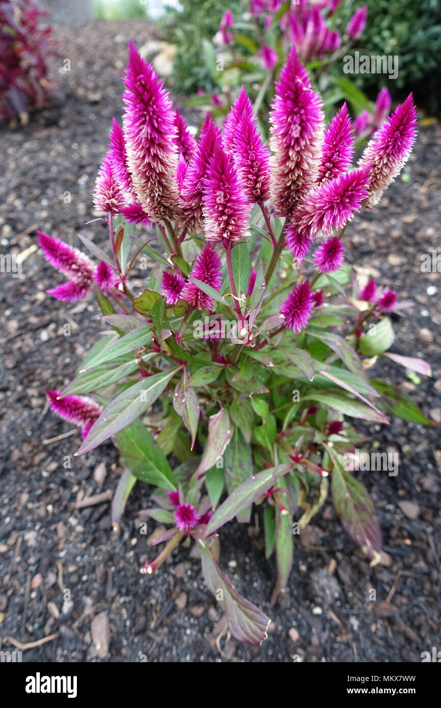 Celosia argentea' Intenz Classic' Stockfoto