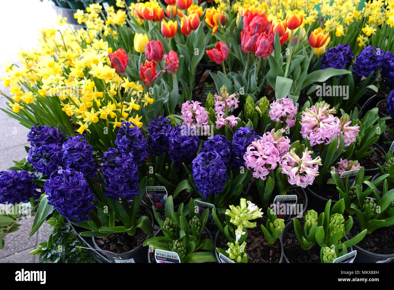 Narzissen, Tulpen und Hyazinthen Blumen Australien Stockfoto