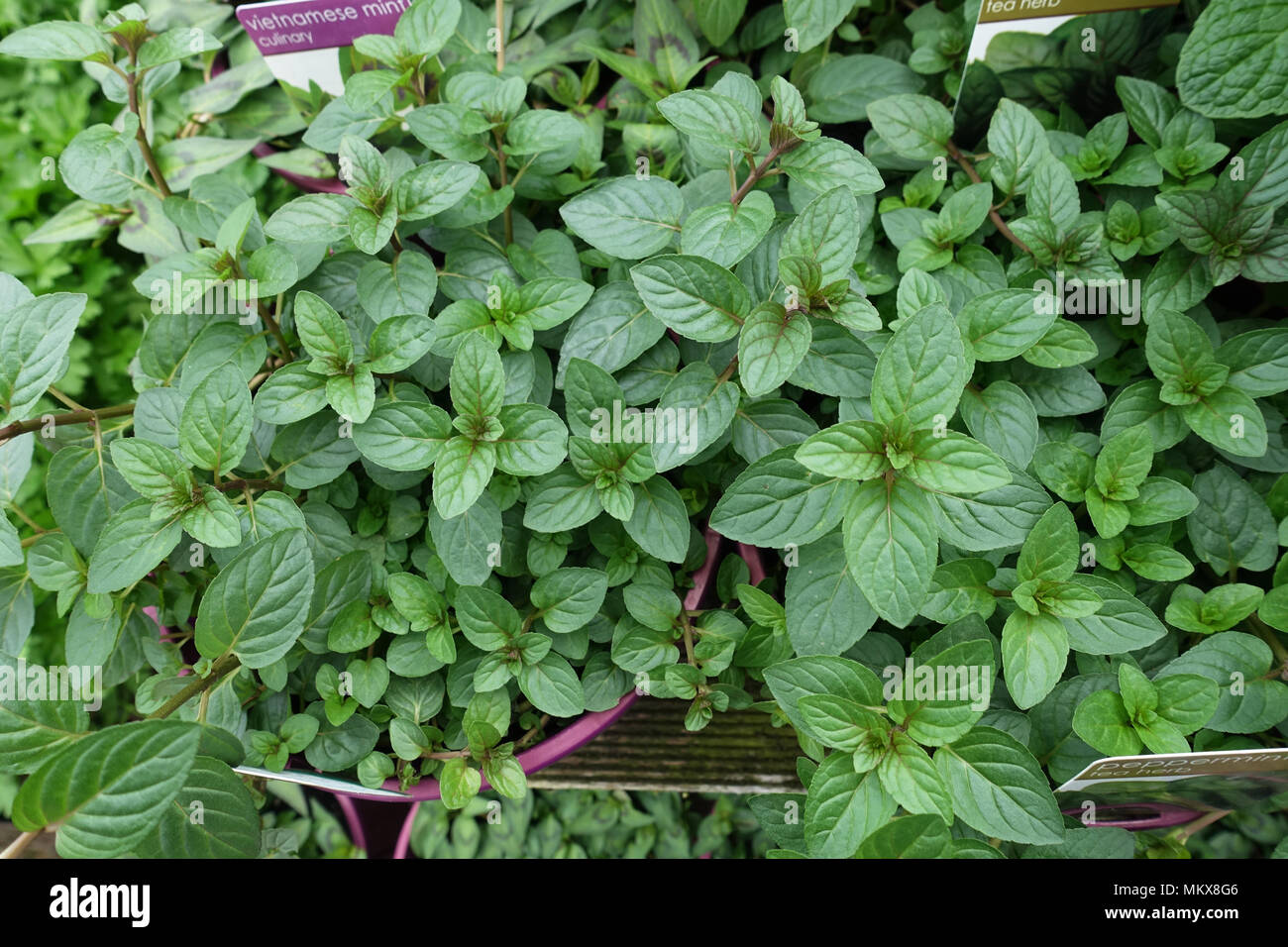 Wachsende Bio Pfefferminze Stockfoto