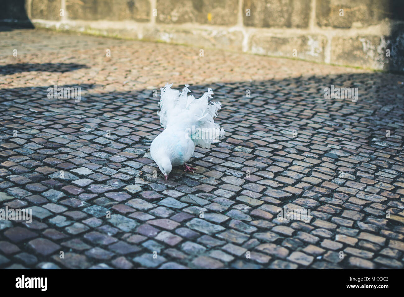 wie ein Vogel Stockfoto