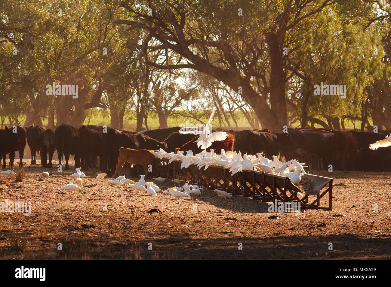 Das Vieh sammeln unter dem Schatten der Bäume das Zahnfleisch am frühen Morgen des ländlichen New South Wales, während die Kakadus einen Feed zu stehlen. Stockfoto