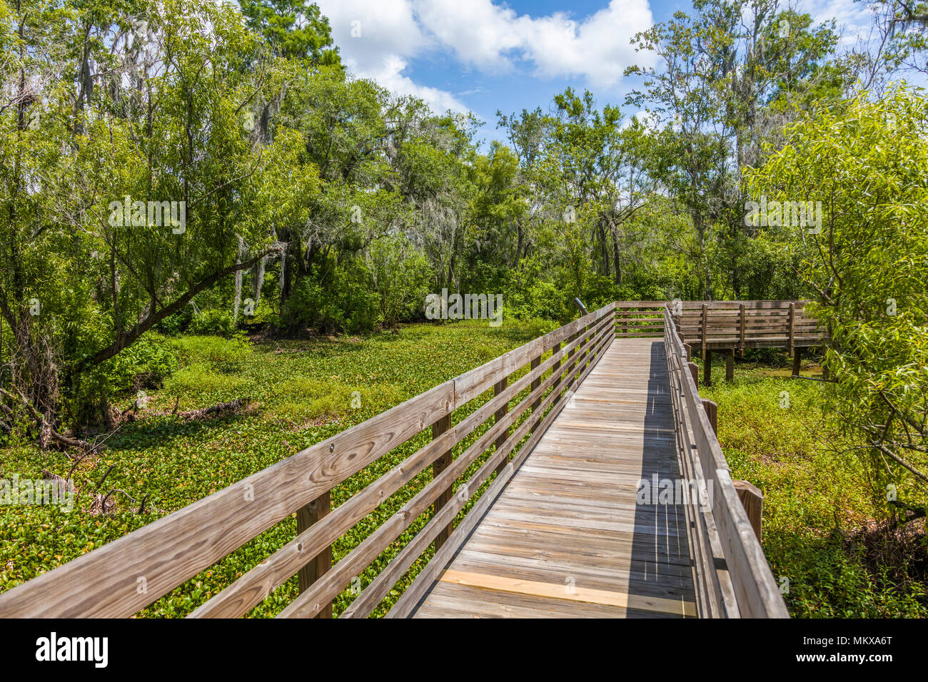 Holz Boardwalk in Kopfsalat Lake Regional Park in Hillsborough County in Tampa Florida Stockfoto