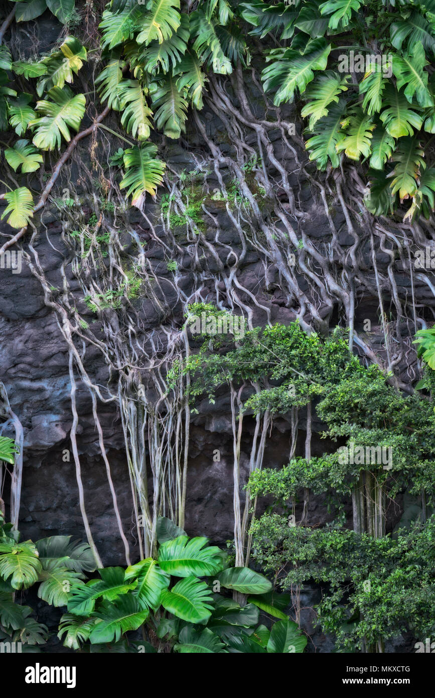 Philodendron gedeihen in feucht und schwül Hawaii Insel Kauai mit ihren langen Wurzeln klammerte sich an Lavawänden entlang der Nordküste in der Nähe von Haena Strand. Stockfoto