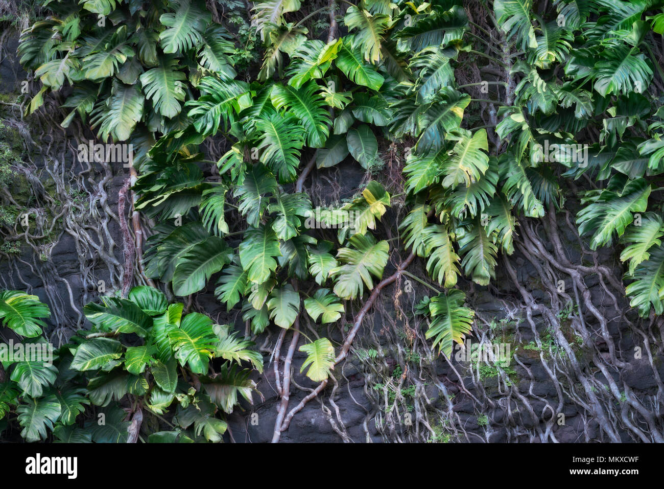 Philodendron gedeihen in feucht und schwül Hawaii Insel Kauai mit ihren langen Wurzeln klammerte sich an Lavawänden entlang der Nordküste in der Nähe von Haena Strand. Stockfoto