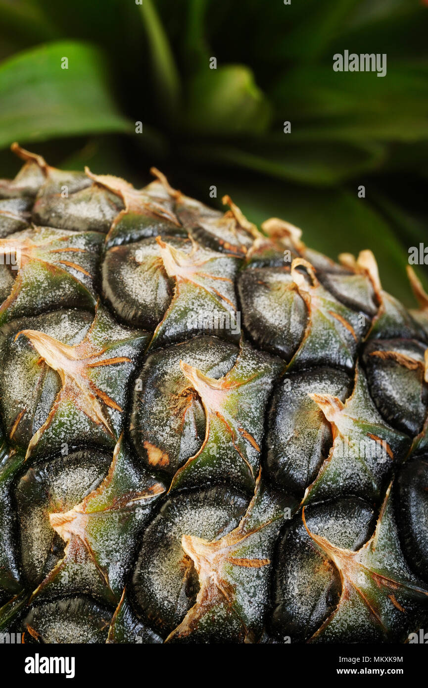 Frische Ananas Obst Hintergrund Stockfoto
