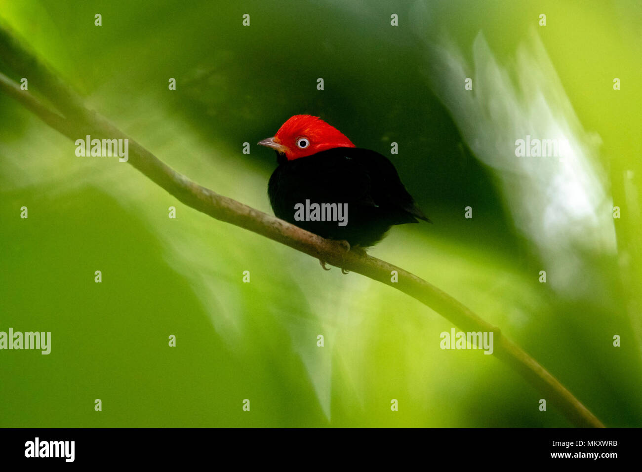 Männlich Red-capped manakin (Ceratopipra mentalis) - La Laguna del Lagarto Lodge, Boca Tapada, Costa Rica Stockfoto