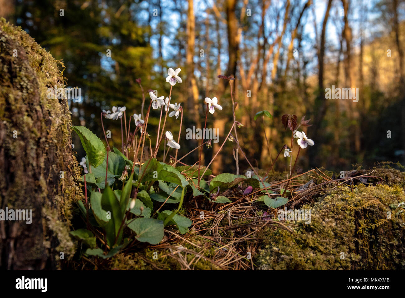 Süßen weißen Veilchen (Viola blanda) - Holmes pädagogische State Forest, North Myrtle Beach, South Carolina, USA Stockfoto
