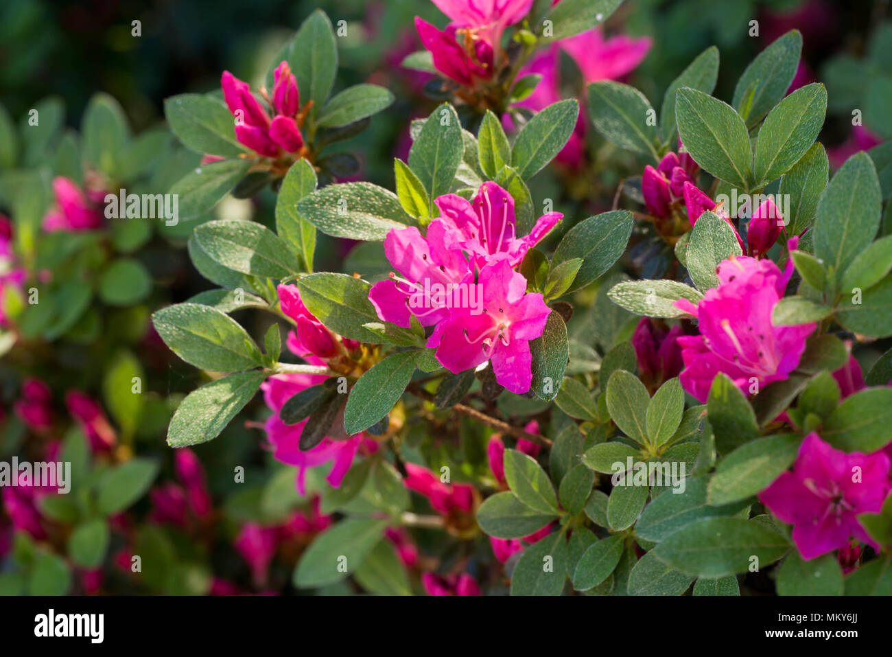 Fuchsia Farbe rhododendron Janny Blumen in voller Blüte Makro selektiven Fokus Stockfoto