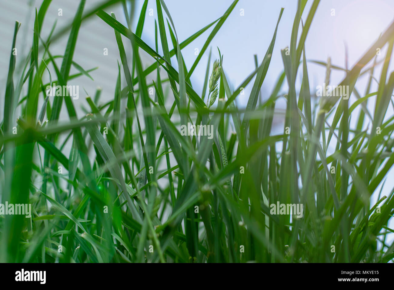 Hohes Gras im Hinterhof, Bedürfnisse mähen Stockfoto