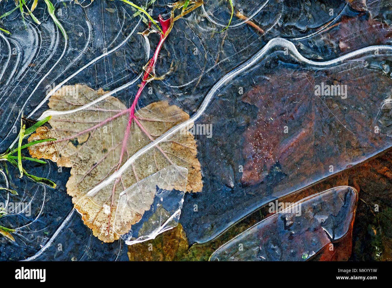 Ein gefallenes Blatt unter Risse im Eis in einem gefrorenen Pfütze verfangen nach einem frühen Frost. Stockfoto