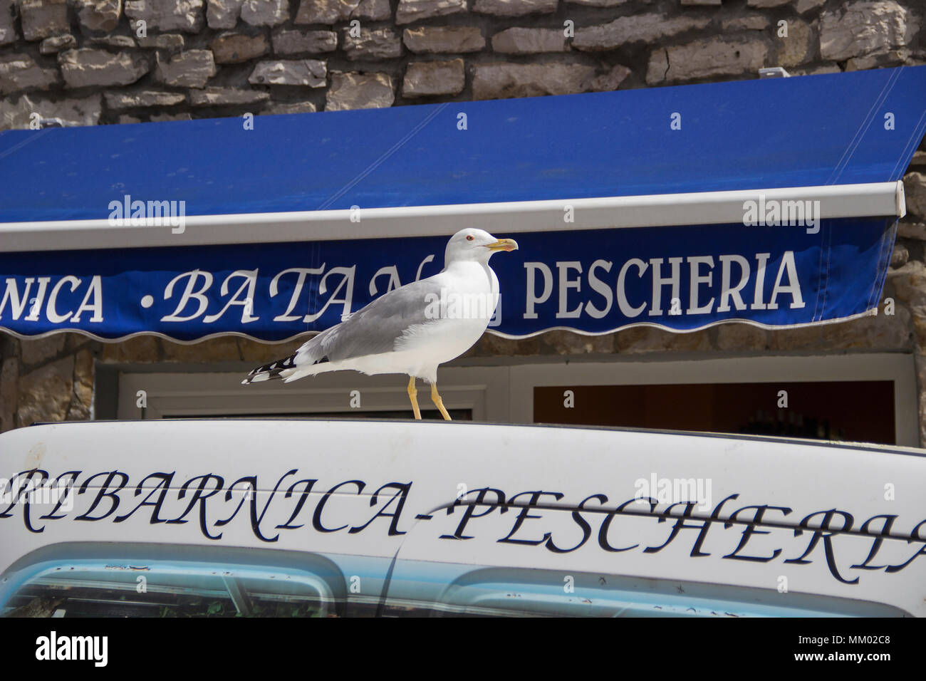 Porec, Istrien, Kroatien, April 2018 - Möwe, stehend auf einem Lieferwagen vor einem Fisch store Stockfoto