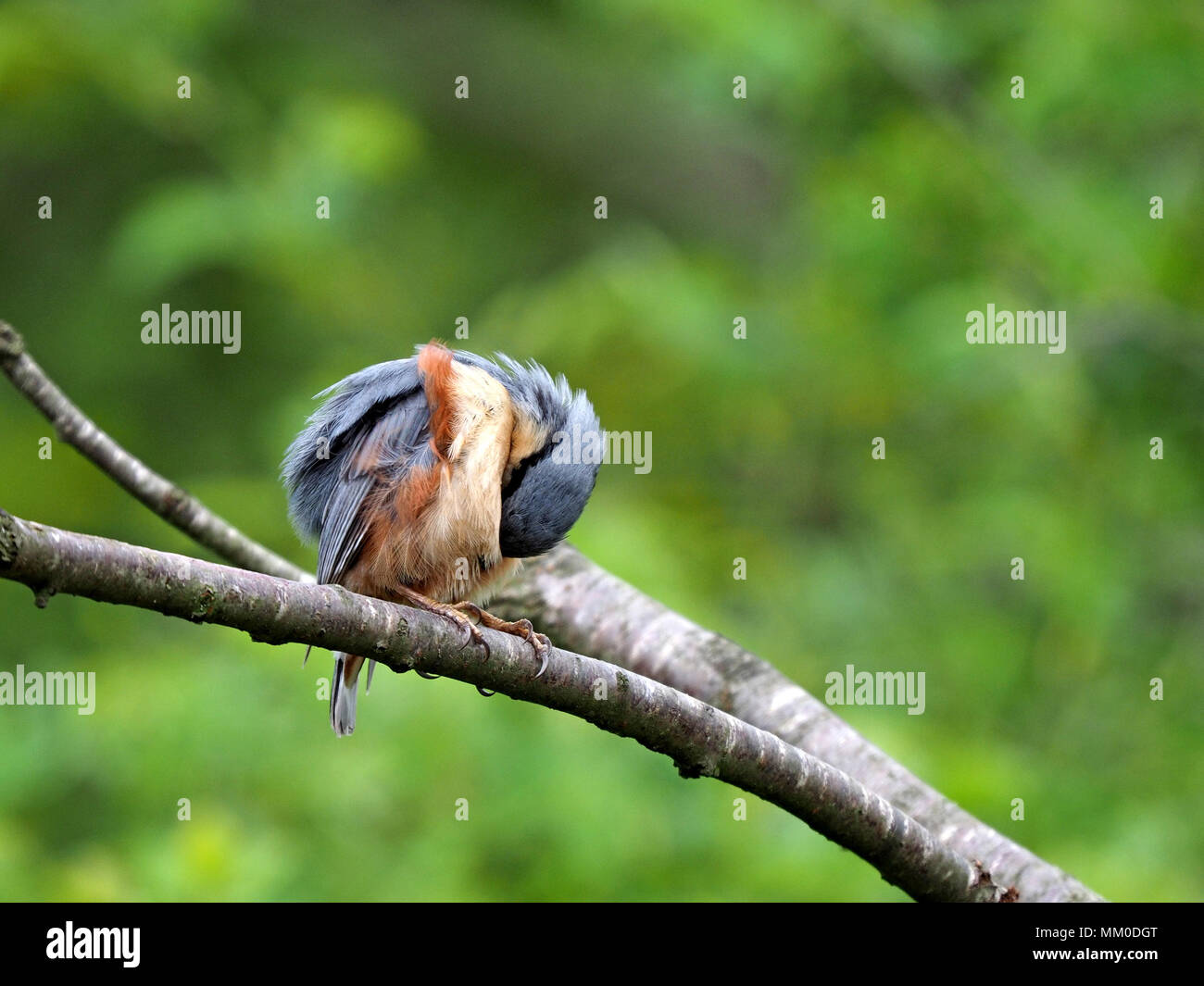 Crosby Ravensworth, Cumbria GROSSBRITANNIEN. 9. Mai 2018. Der Kleiber schaut, wie er will nur von der Welt, sondern er ist nur das Putzen Quelle: Steve Holroyd/Alamy Leben Nachrichten ausblenden Stockfoto