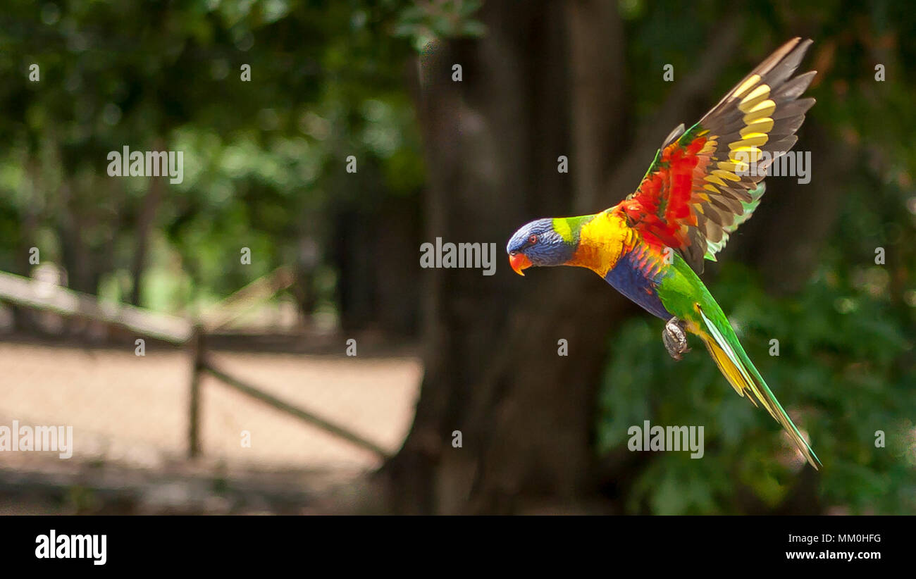 Rainbow lorikeet Fliegen in mit ausgestreckten Flügeln und Füßen versteckt bis zu Land Stockfoto