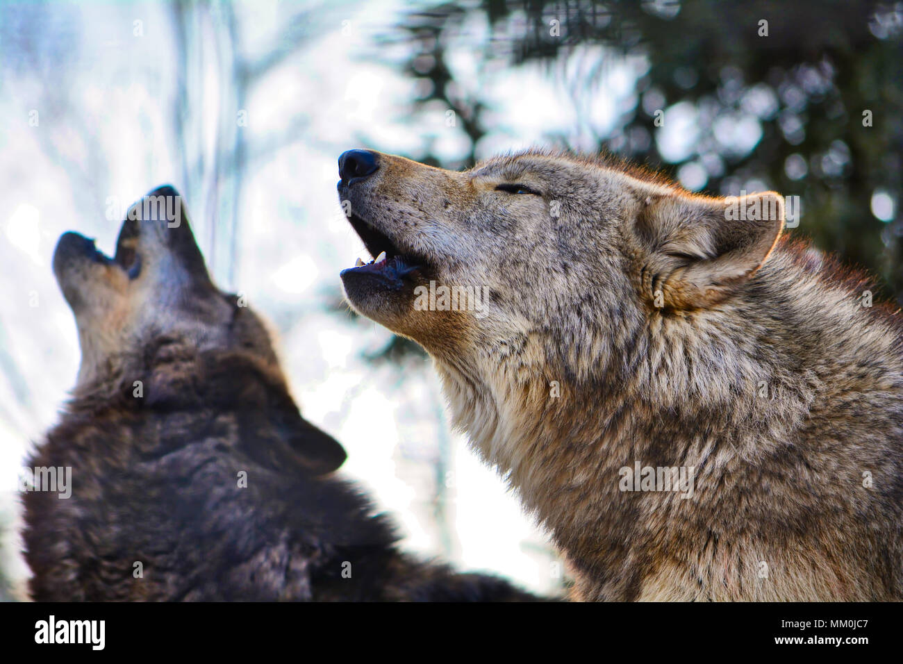 Heulende Wölfe Stockfoto