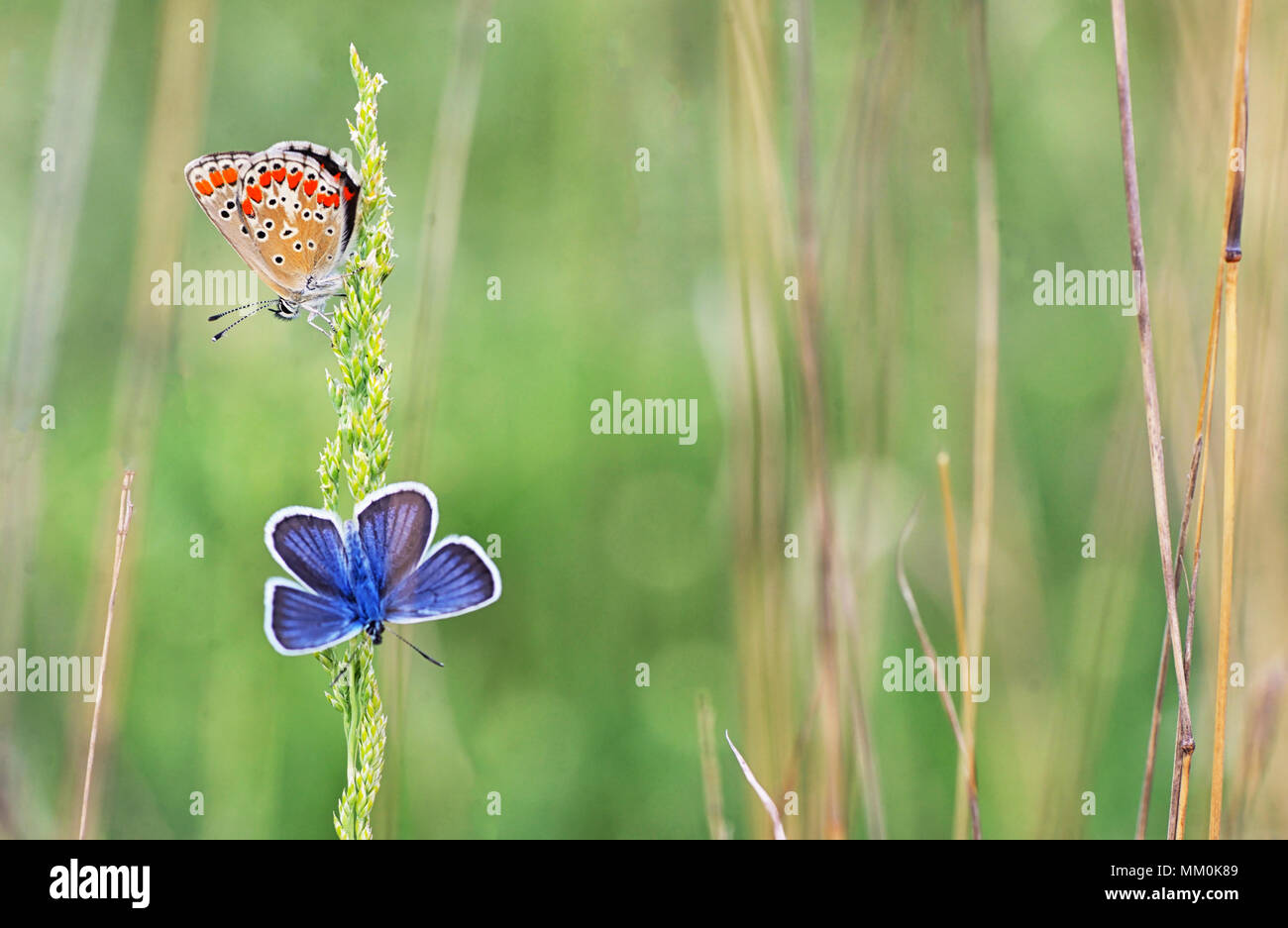 Polyommatus bellargus, Adonis Blauer Schmetterling auf dem Feld Stockfoto