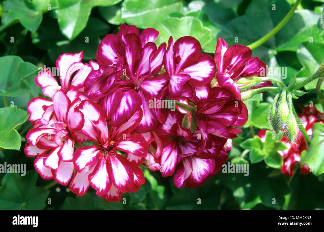 Pelargonie peltatum mexicana Fotos und Bildmaterial in hoher