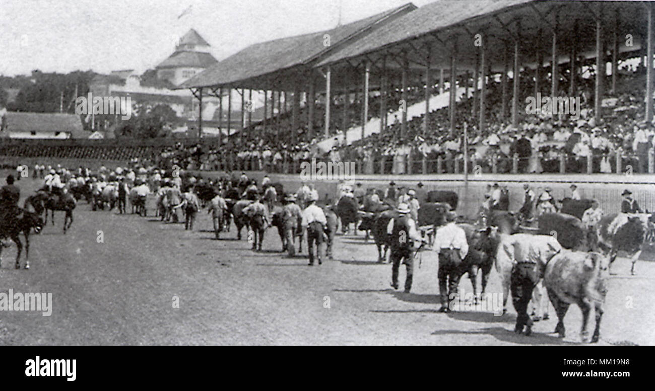 Parade der Kühe in Richland County Fair. Mansfield. 1907 Stockfoto