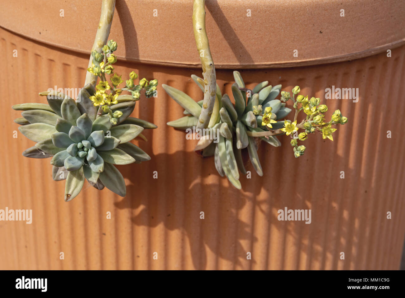 Sukkulenten Echeveria Miranda Farbe in der Blüte 2 Stockfoto