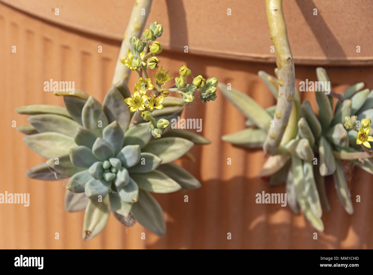 Sukkulenten Echeveria Miranda Farbe in der Blüte 4 Stockfoto