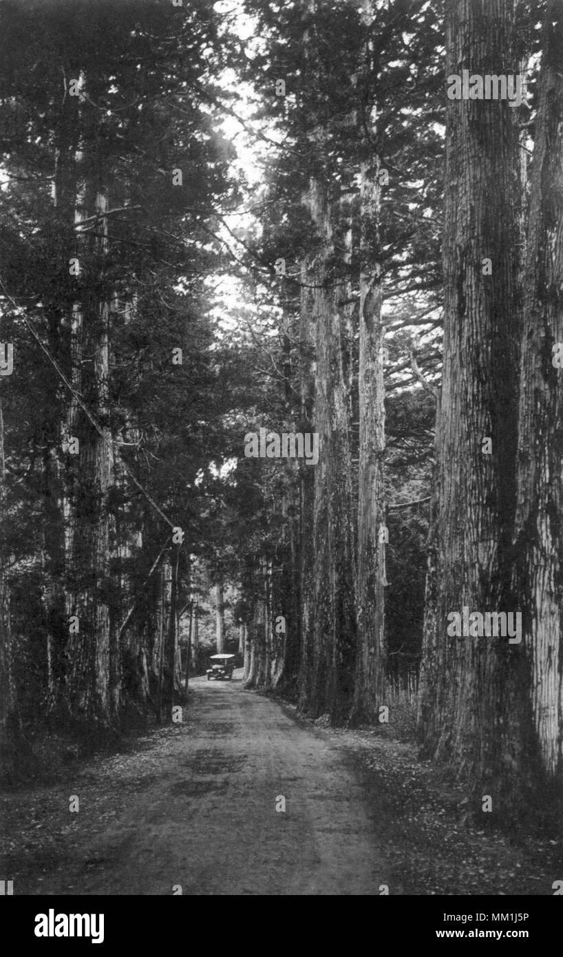Cedar Grove auf dem See Ashi. Hakone. 1920 Stockfoto