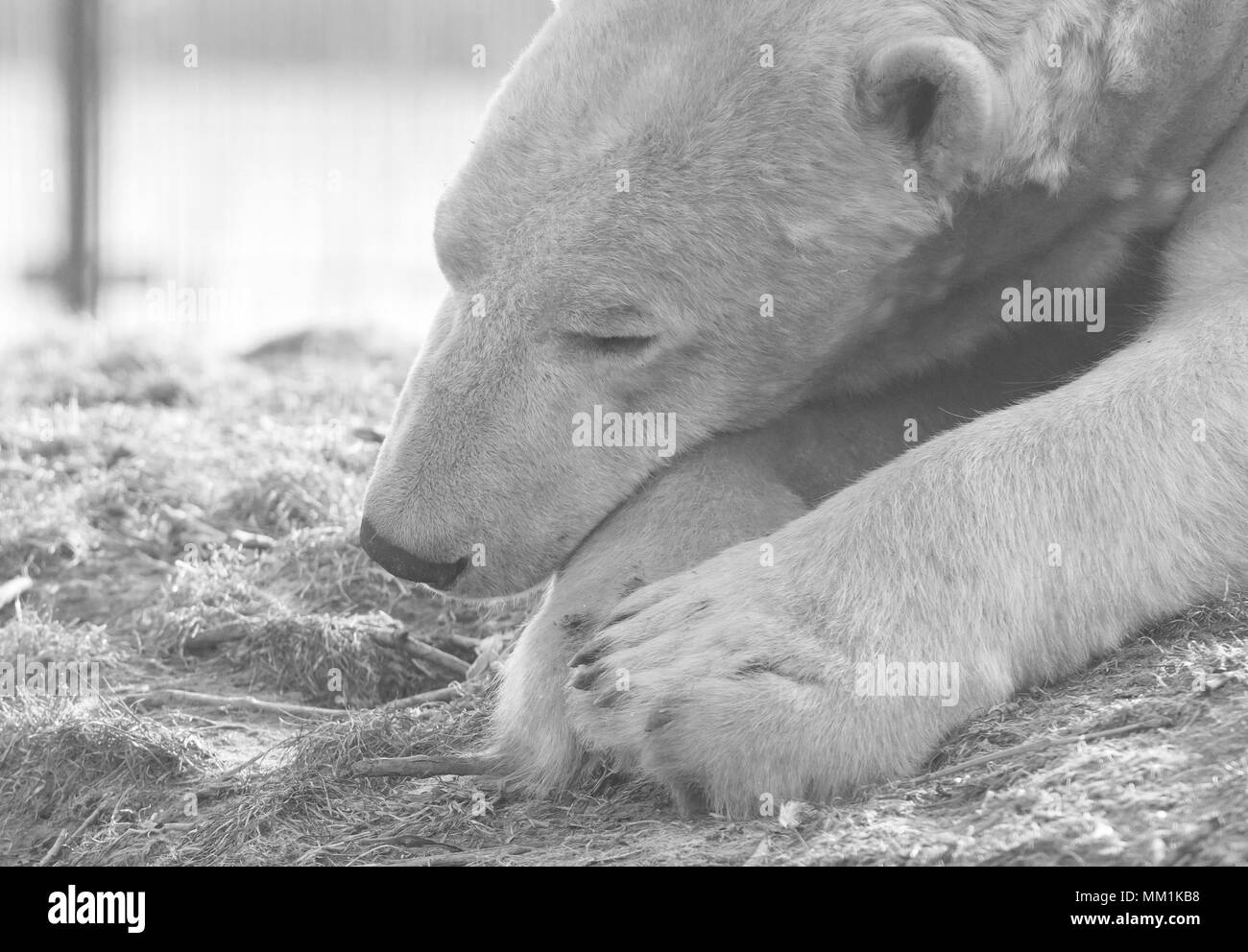 Lustig Nahaufnahme von einem Polarbear (Eisbär) in Gefangenschaft Stockfoto