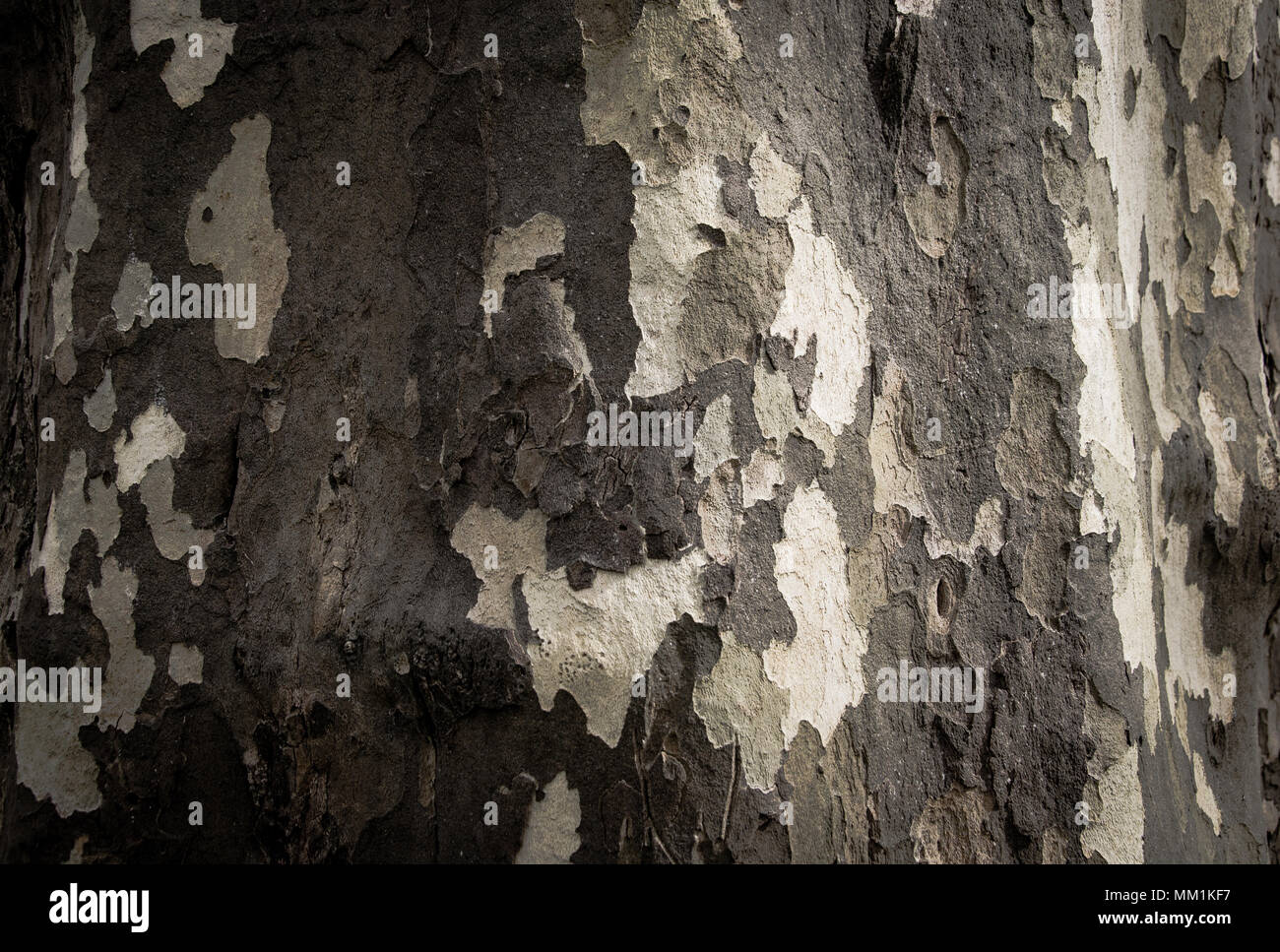 Muster in der Natur - Lacock abby Stockfoto