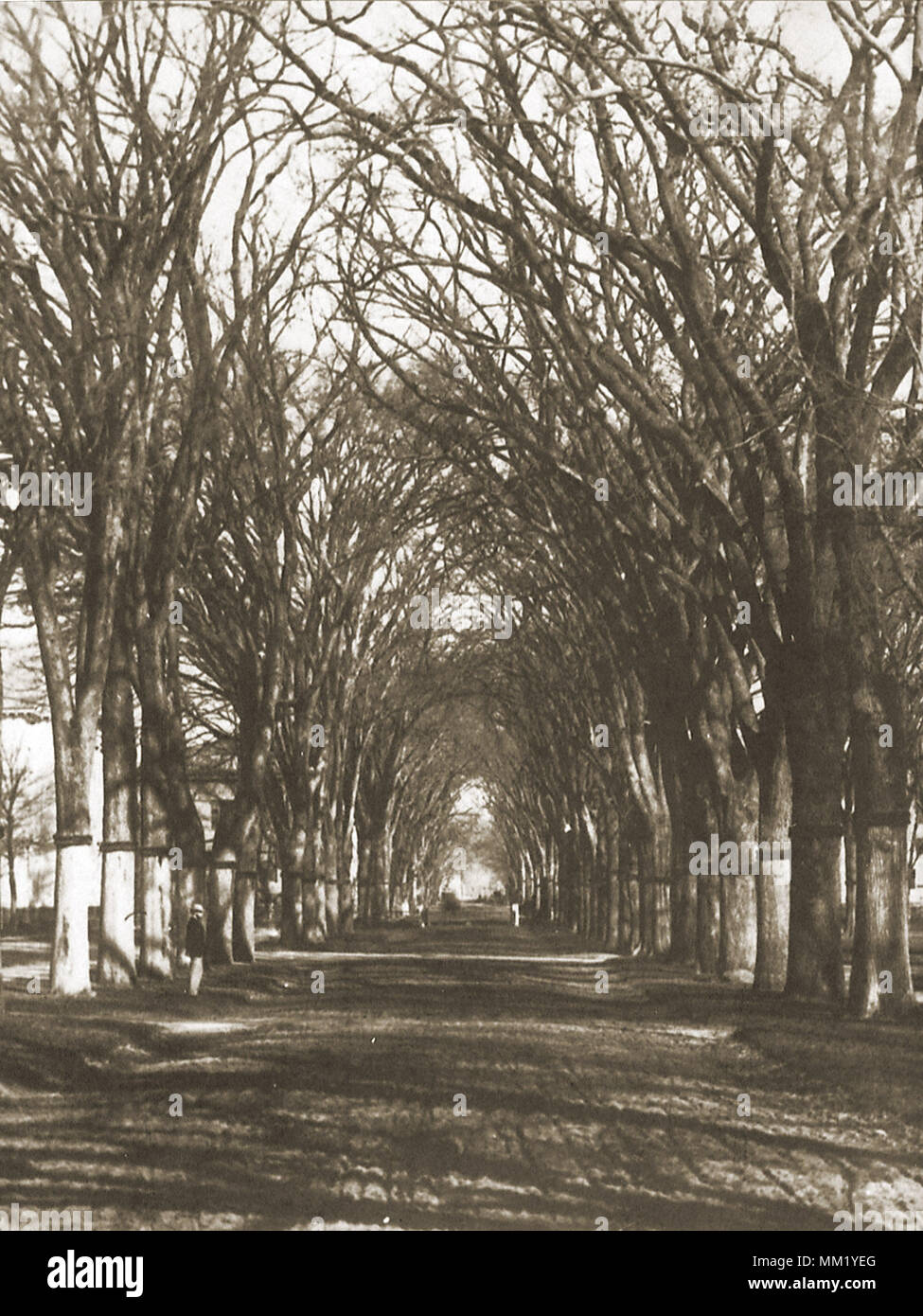 Arch von Ulmen auf der Temple Street. New Haven. 1860 Stockfoto