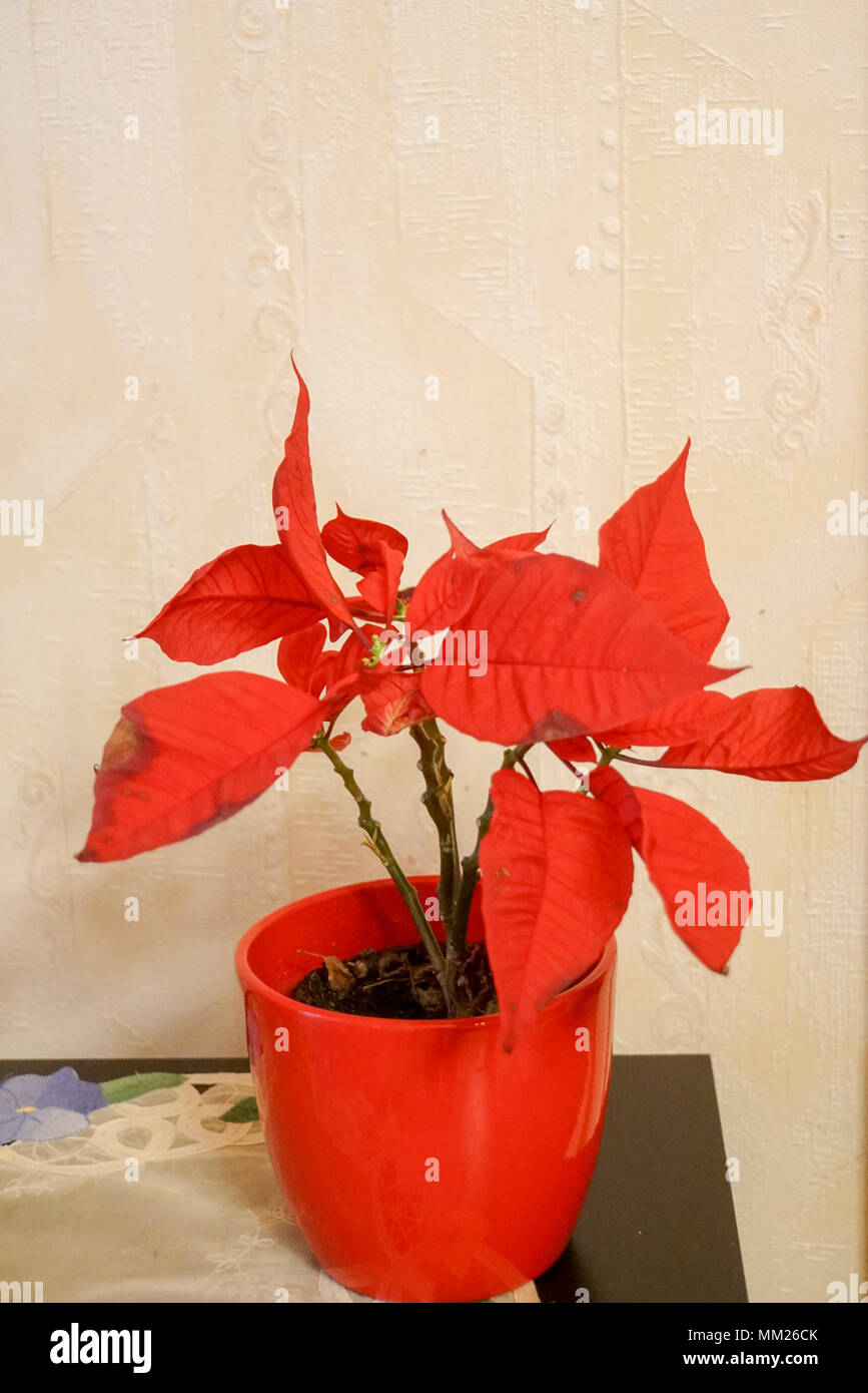 Weihnachtsstern In Einem Topf Auf Einem Hölzernen