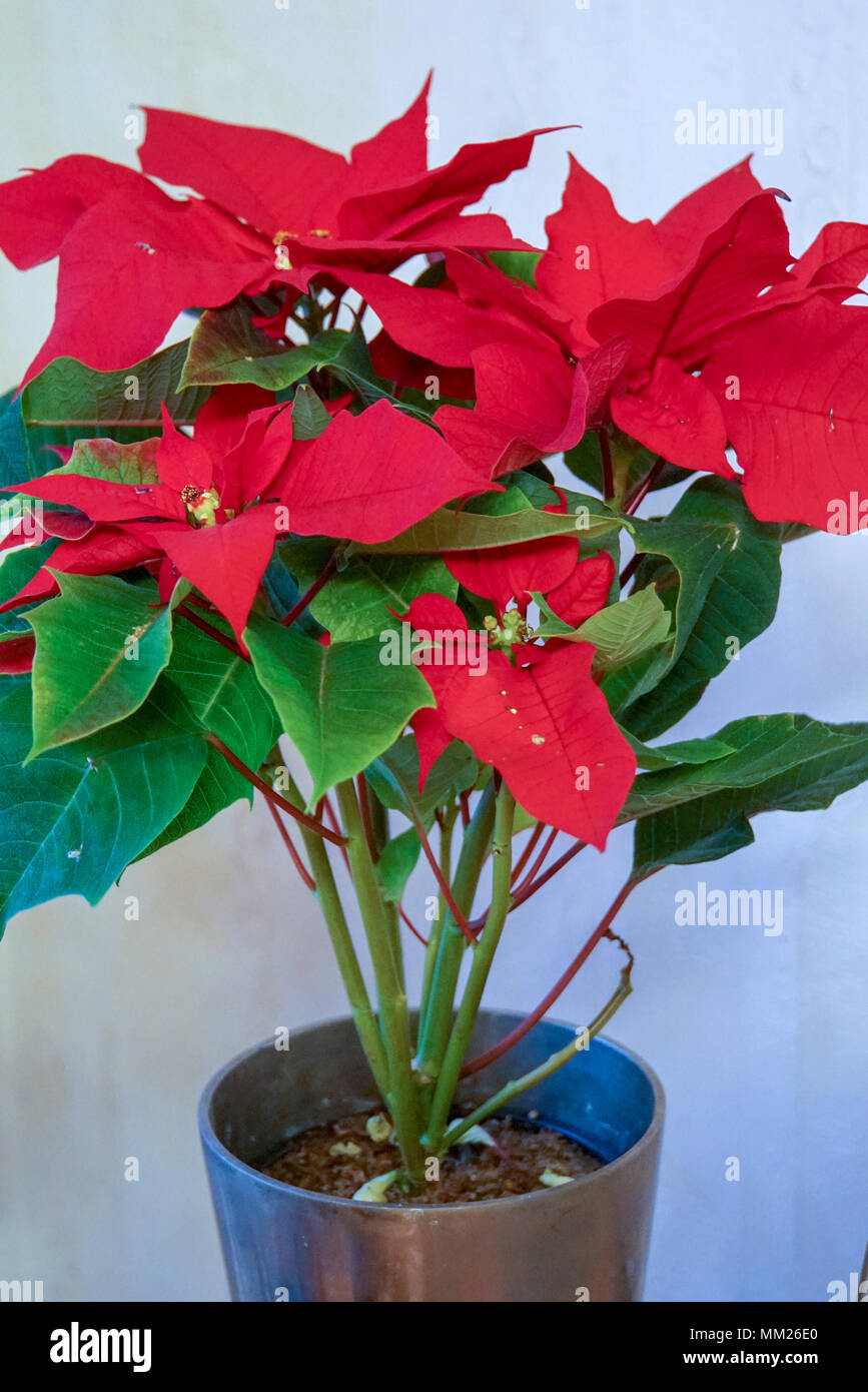 Rote Bltter der Weihnachtsstern, Weihnachtsstern (Euphorbia pulcherrima)  in einem Topf Stockfotografie - Alamy