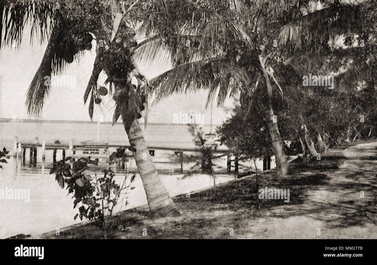 Blick auf Küste und Cocoanut Bäume. Rockledge. 1910 Stockfoto