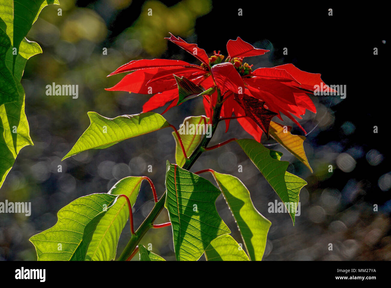 Rote Blätter Der Weihnachtsstern Weihnachtsstern Euphorbia