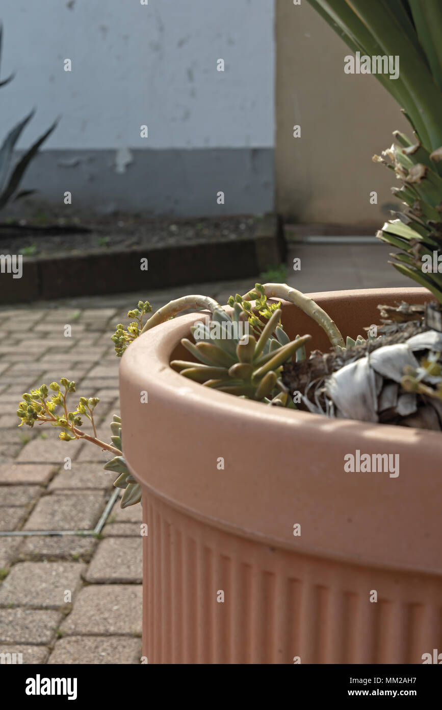 Sukkulenten Echeveria Miranda Farbe in der Blüte 8. Stockfoto