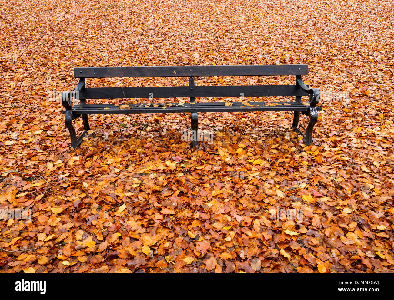 Isolierte Bank im Herbst Blätter Stockfoto