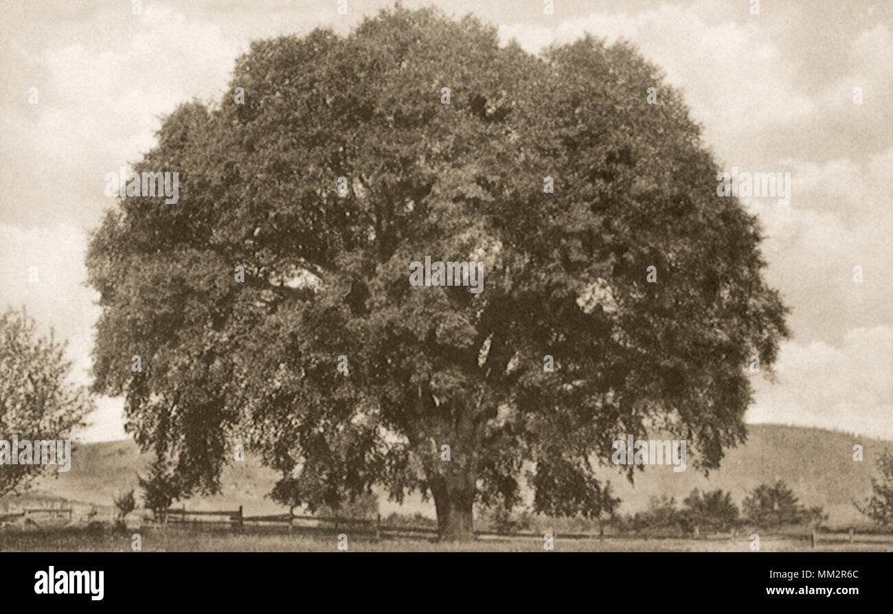 Die berühmte Ulme. Kanaan. 1910 Stockfoto