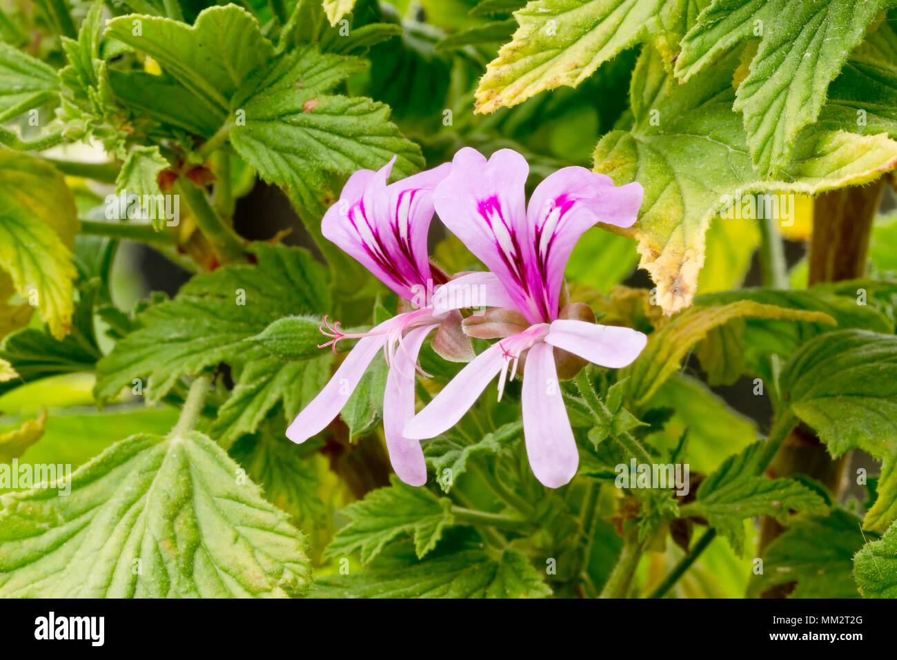 Zitrone Duftende Pelargonien In Der Blute Im Garten Stockfotografie Alamy