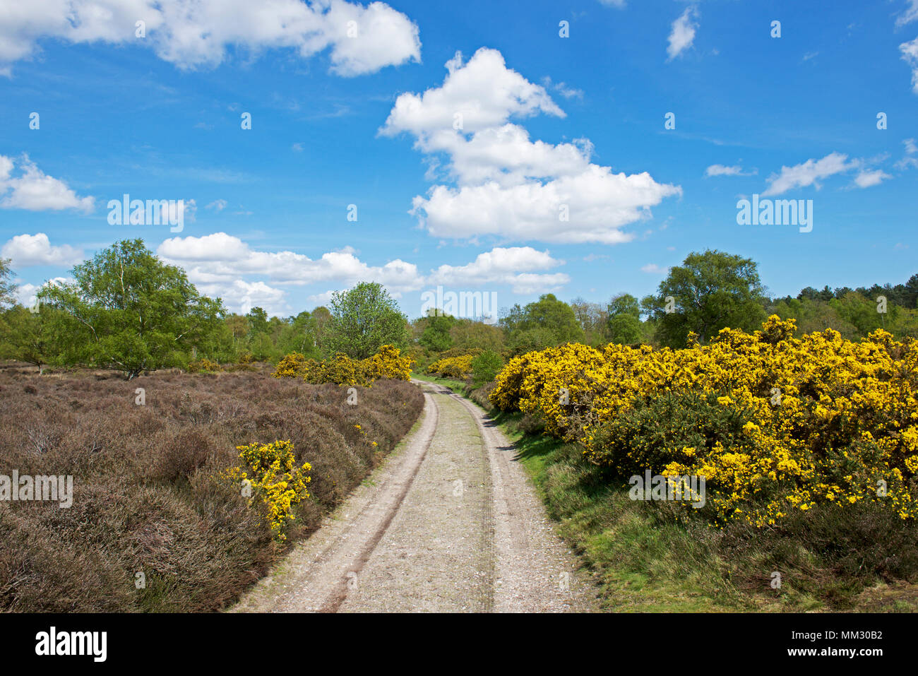 Westleton Heide, Suffolk, England UK Stockfoto