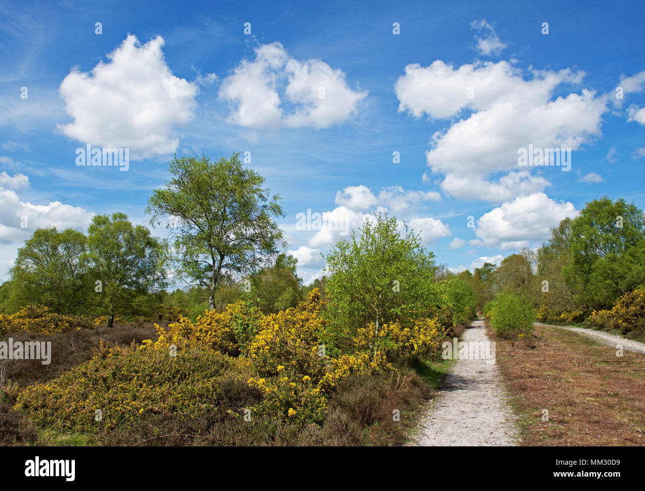 Westleton Heide, Suffolk, England UK Stockfoto