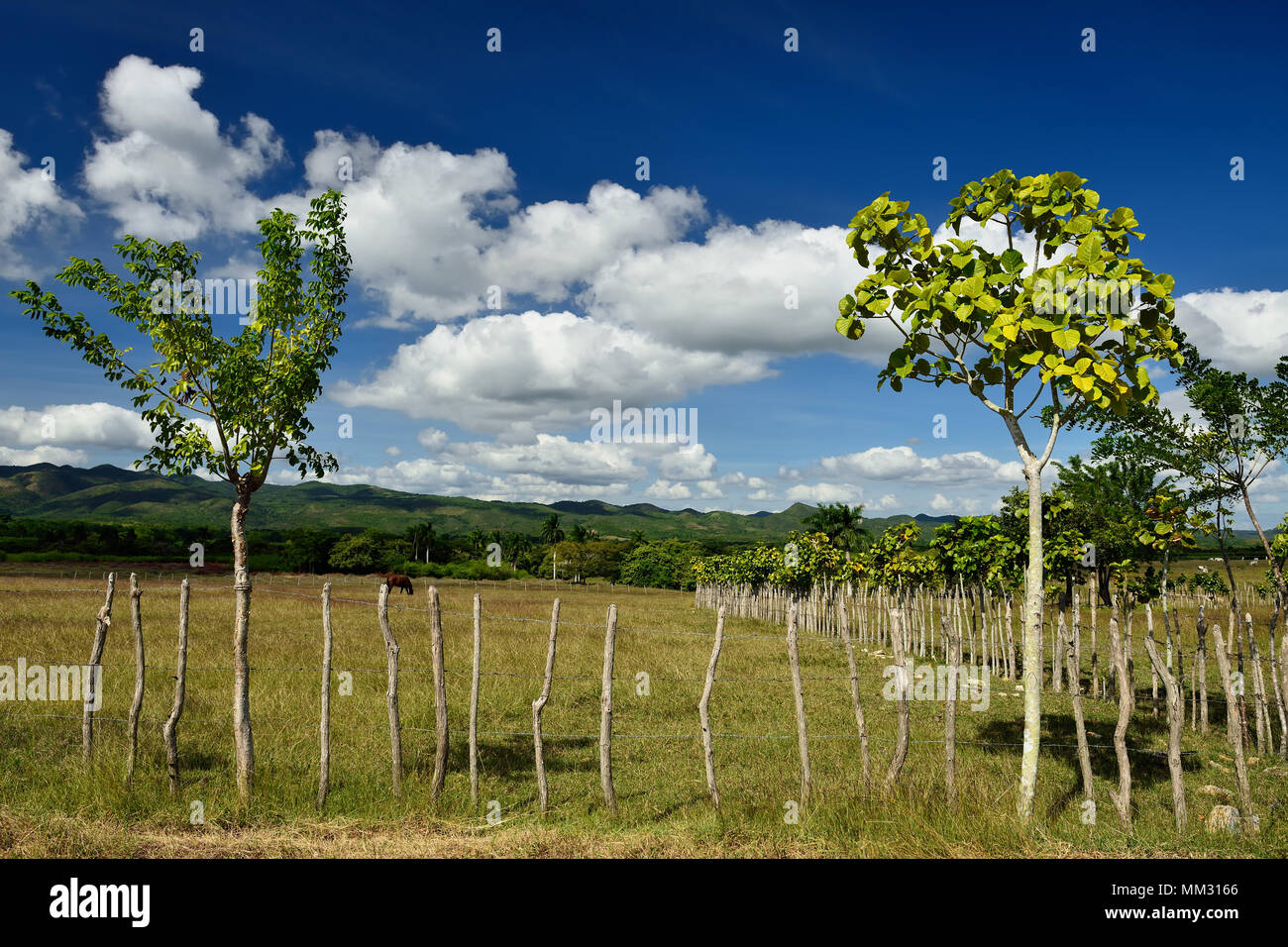 Blick auf das Valle de Los Ingenios Tal auf die Zuckerplantage Stockfoto