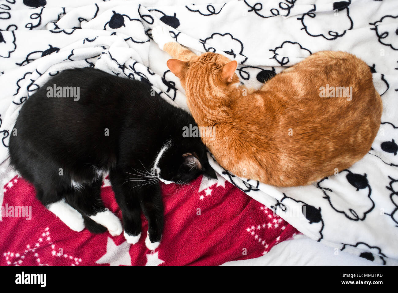 Zwei Katzen, zusammen Schlafen auf der Couch, Ansicht von oben. Stockfoto