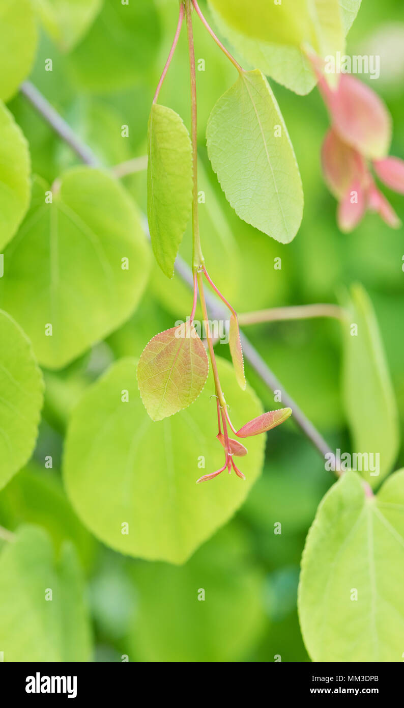 Cercidiphyllum japonicum f. Pendel. Hängend Katsura Blätter im Frühling Stockfoto