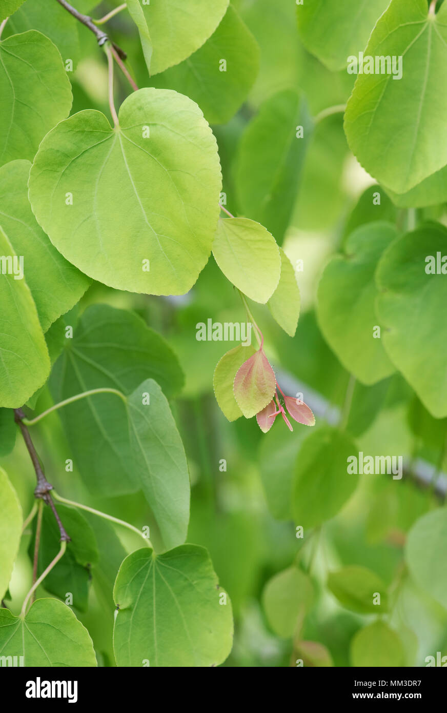 Cercidiphyllum japonicum f. Pendel. Hängend Katsura Blätter im Frühling Stockfoto