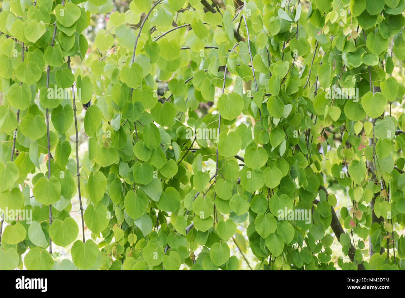 Cercidiphyllum japonicum f. Pendel. Hängend Katsura Blätter im Frühling Stockfoto