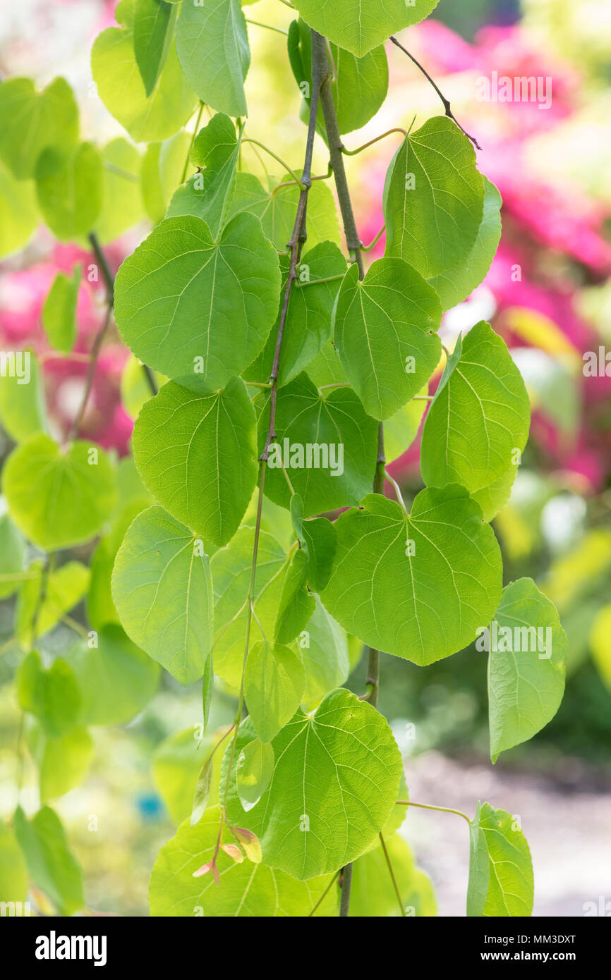 Cercidiphyllum japonicum f. Pendel. Hängend Katsura Blätter im Frühling Stockfoto