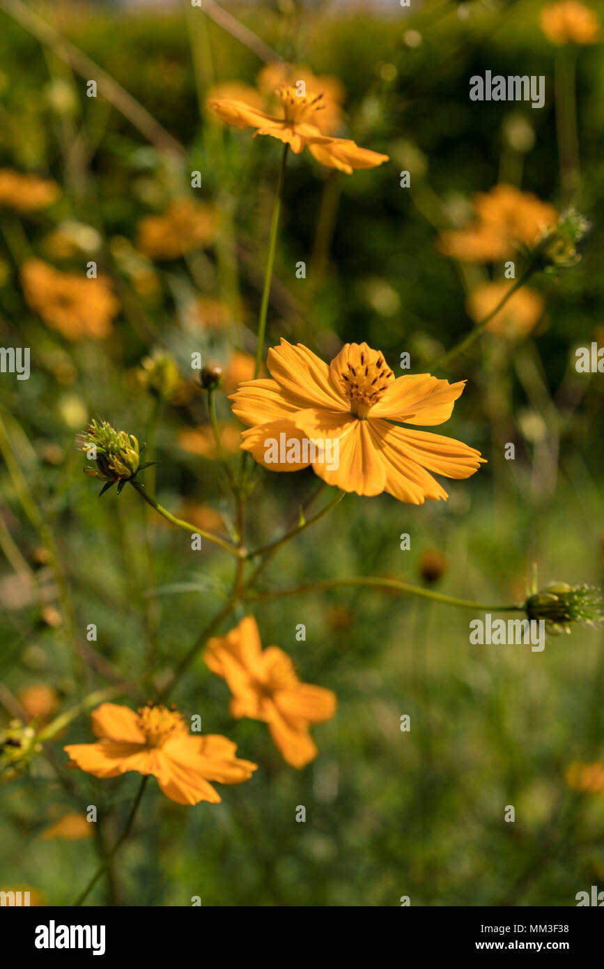 Mexikanische Aster Blumen in voller Blüte im Sommer Sonne Stockfoto